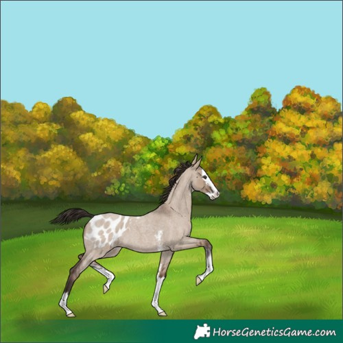 Horse Color:Liver Red Dun Roan Sabino Splash Blanket