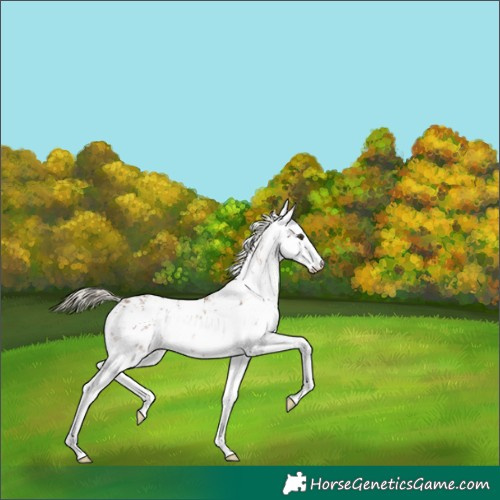 Horse Color:White Spotted Chestnut Mushroom Sabino Near Leopard