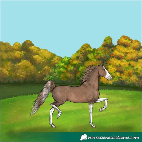 Horse Color:Liver Red Dun Splash 