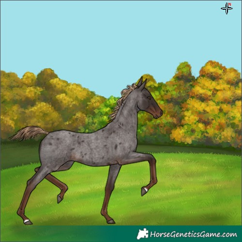 Horse Color:Liver Red Roan 