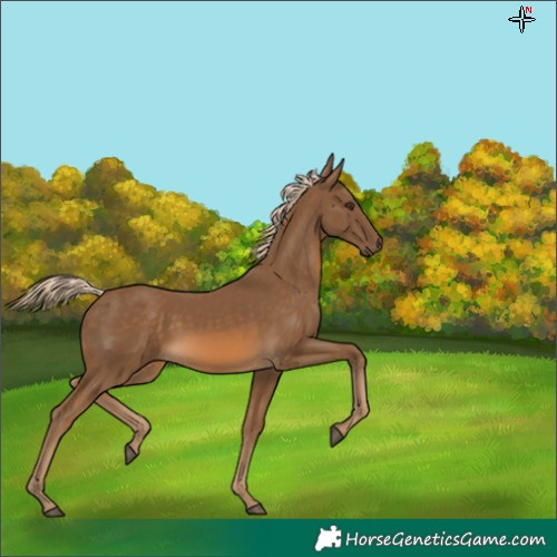 Horse Color:Chocolate Palomino 