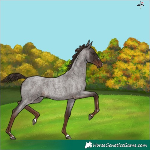 Horse Color:Liver Red Roan