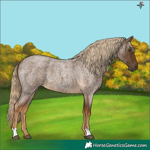 Horse Color:Chocolate Palomino Roan 