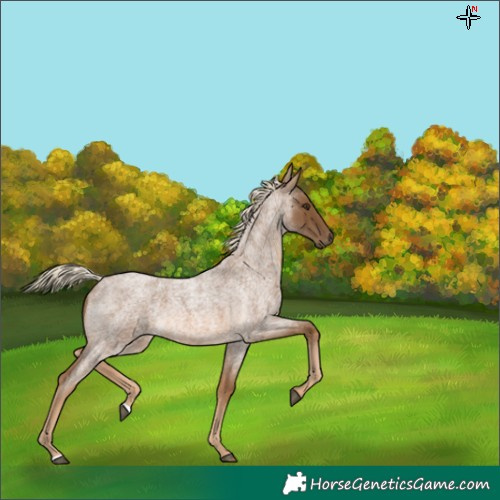Horse Color:Chocolate Palomino Roan