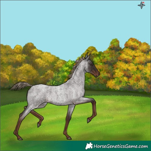 Horse Color:Liver Red Roan