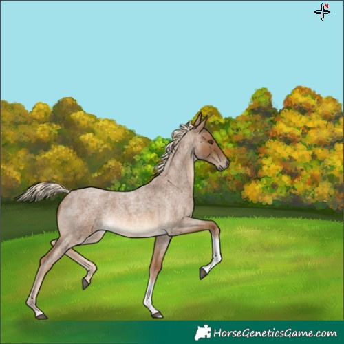 Horse Color:Chocolate Palomino Roan Tobiano