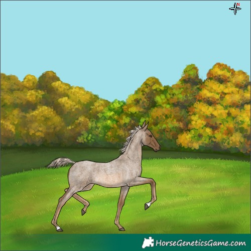 Horse Color:Chocolate Palomino Roan