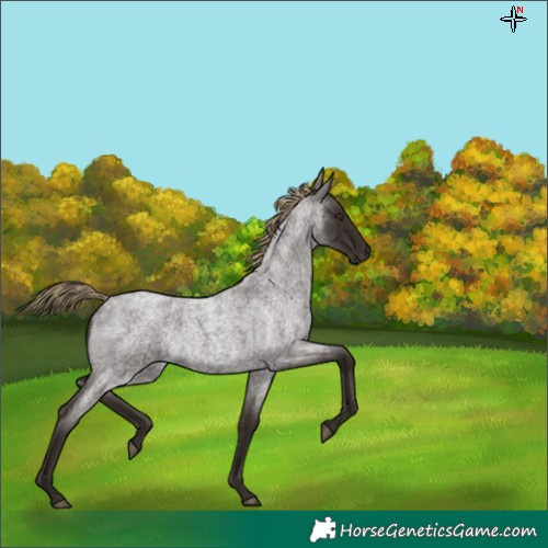 Horse Color:Liver Red Roan