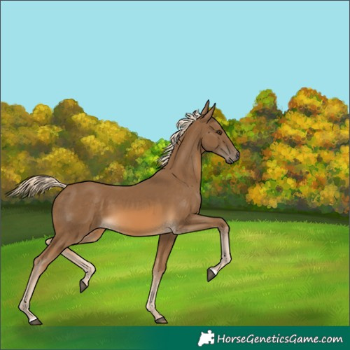 Horse Color:Chocolate Palomino