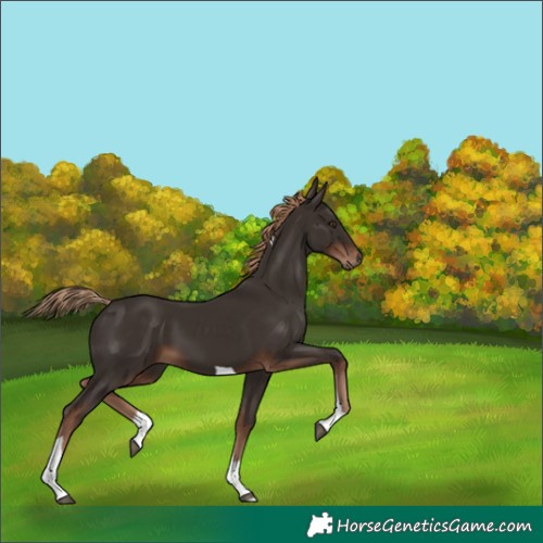 Horse Color:Liver Chestnut Tobiano 