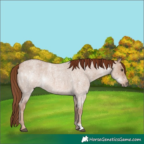Horse Color:Red Dun Roan 