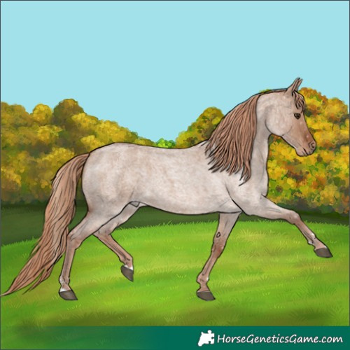 Horse Color:Red Dun Roan