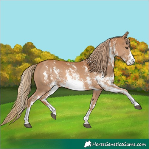 Horse Color:Chestnut Sabino