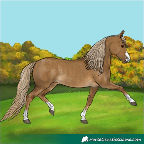 Horse Color:Chocolate Palomino Dun Rabicano