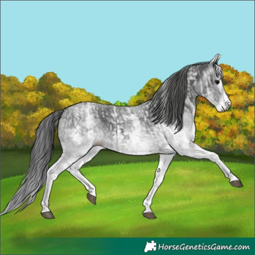 Horse Color:Gray White Spotted Black and Gray White Spotted Black