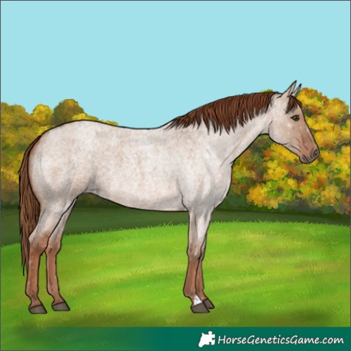 Horse Color:Red Dun Roan