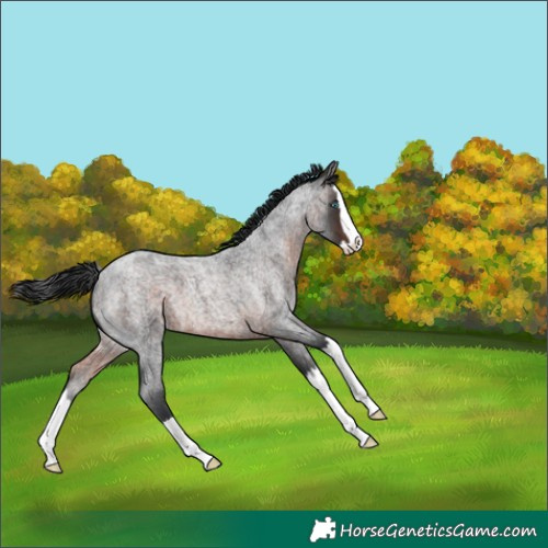 Horse Color:Unknown 