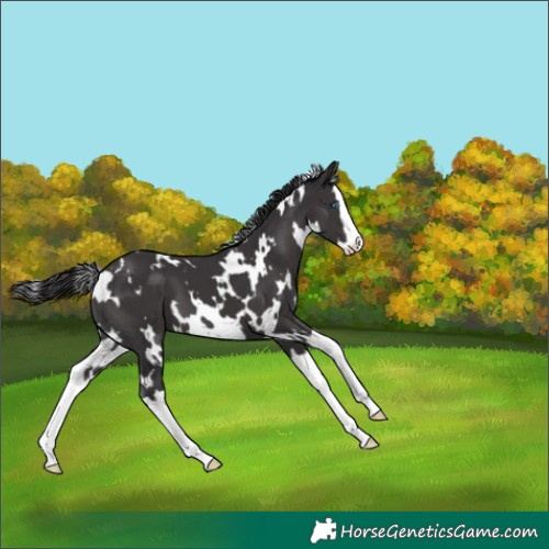 Horse Color:White Spotted Smoky Black Splash