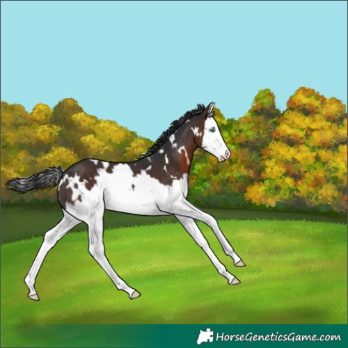 Horse Color:White Spotted Brown Splash 