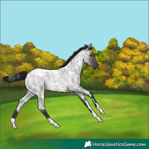 Horse Color:White Spotted Grullo Roan