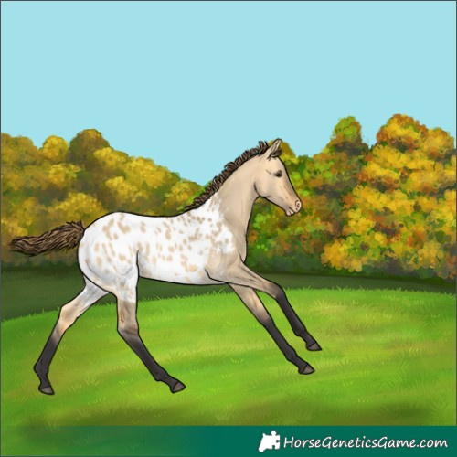 Horse Color:Buckskin Dun Near Leopard