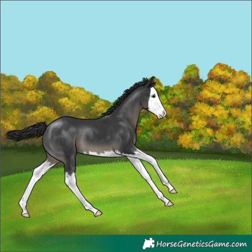 Horse Color:Black Splash