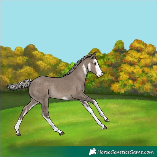 Horse Color:White Spotted Silver Grullo Rabicano 