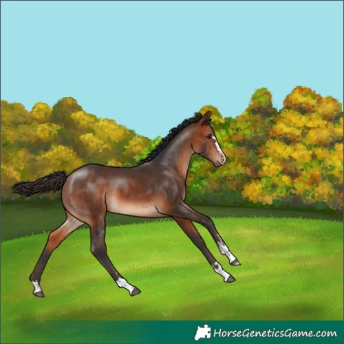Horse Color:Bay 