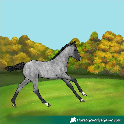 Horse Color:Blue Roan 