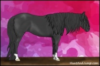 Horse Color:Smoky Black