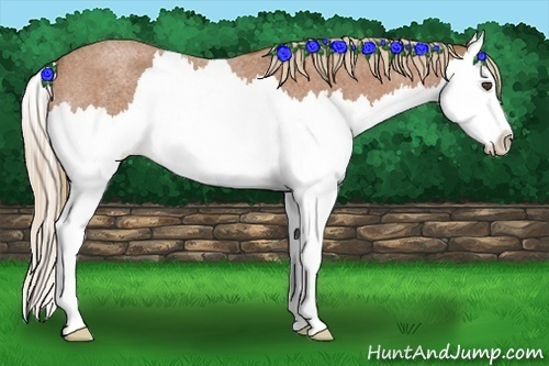 Horse Color:Red Roan Splash 