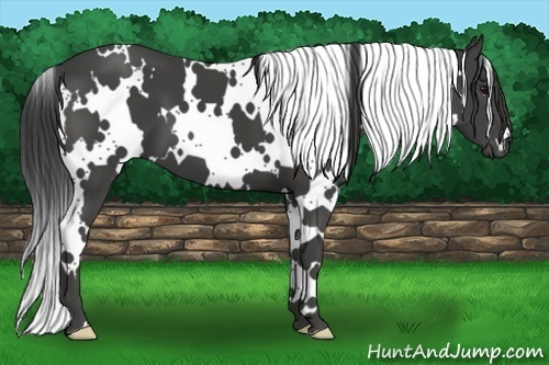 Horse Color:White Spotted Smoky Black Frame