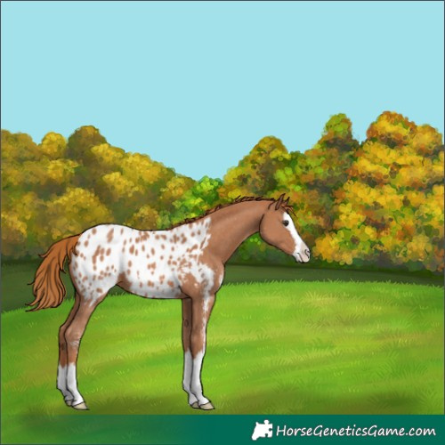 Horse Color:Chestnut Sabino Splash Blanket