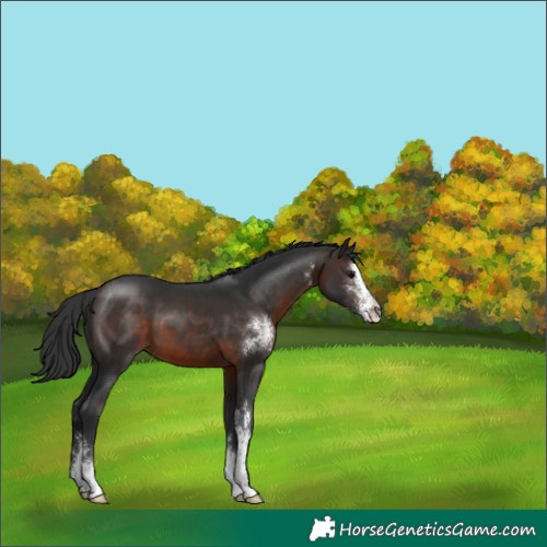 Horse Color:Brown Sabino 