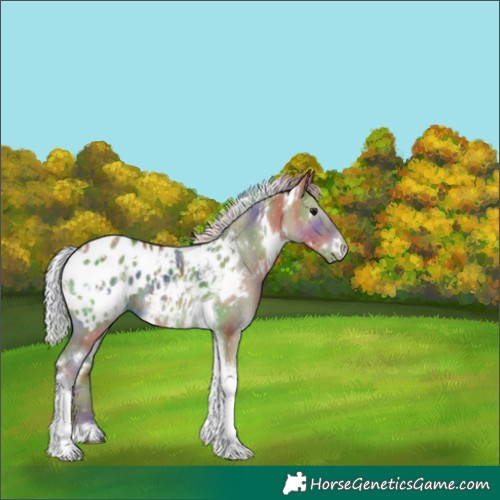 Horse Color:Nacre White Spotted Silver Grullo Tobiano Blanket Rabicano