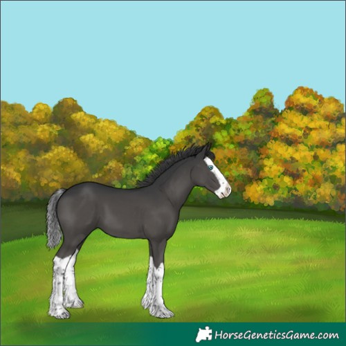 Horse Color:Black Splash 