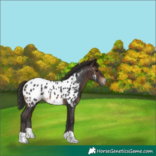 Horse Color:Brown Blanket
