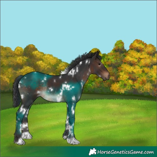 Horse Color:White Spotted Brown Rabicano