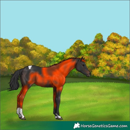 Horse Color:Brown Tobiano Rabicano 