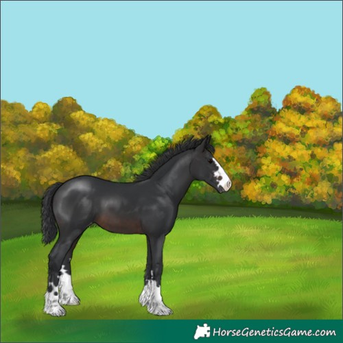 Horse Color:Brown Varnish
