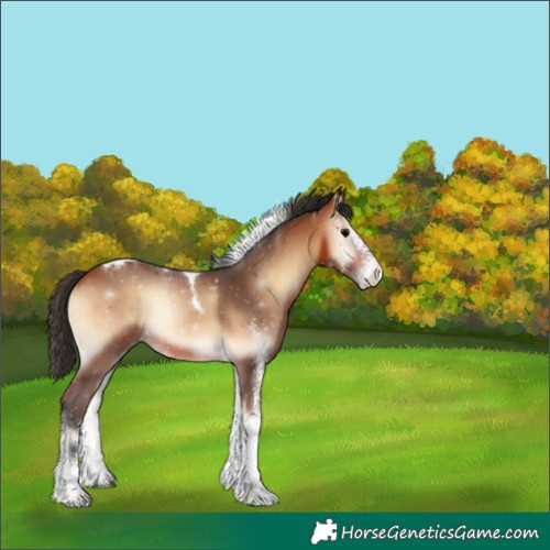Horse Color:White Spotted Bay Onyx Tobiano 
