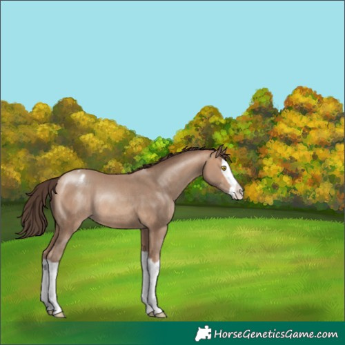 Horse Color:Amber Champagne Splash Varnish Rabicano