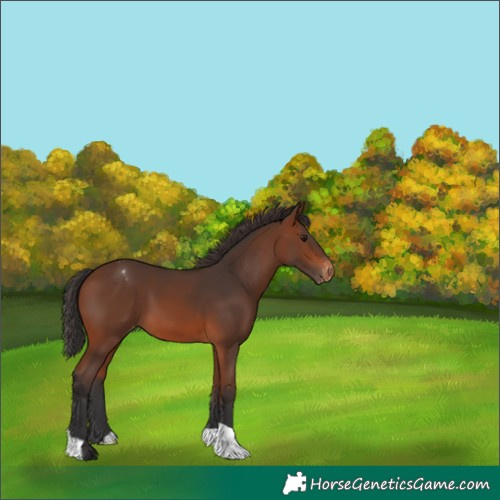 Horse Color:Brown Varnish