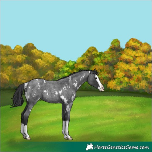 Horse Color:White Spotted Blue Roan Splash 