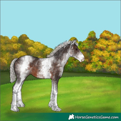 Horse Color:White Spotted Silver Brown 