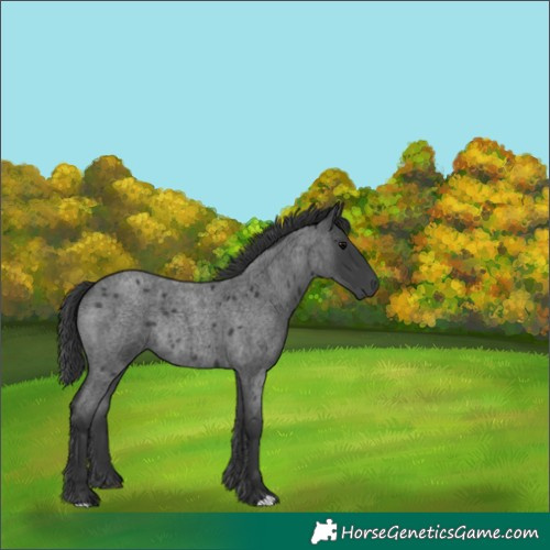 Horse Color:Platinum Blue Roan Rabicano