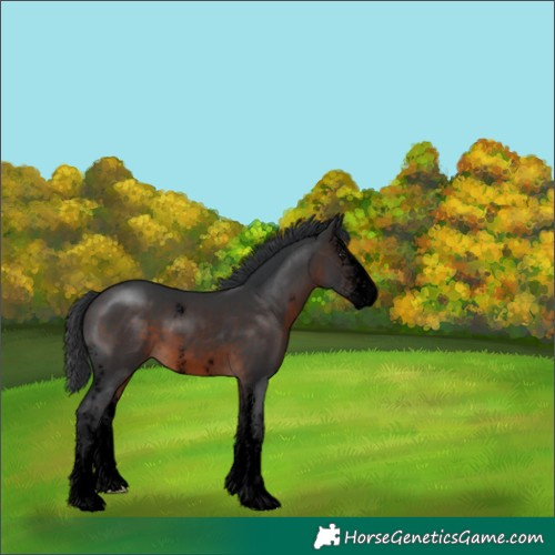 Horse Color:Void Brown Sabino