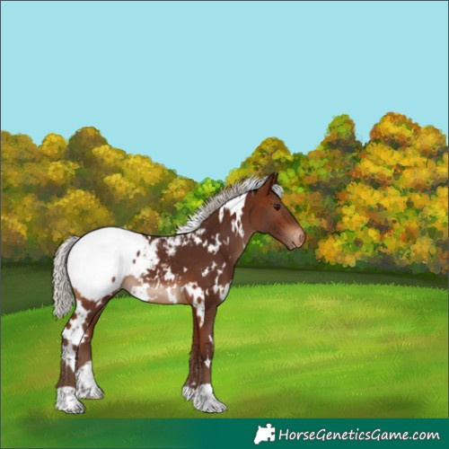Horse Color:White Spotted Silver Bay Snowcap