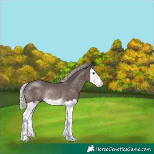 Horse Color:Silver Black Splash Rabicano 