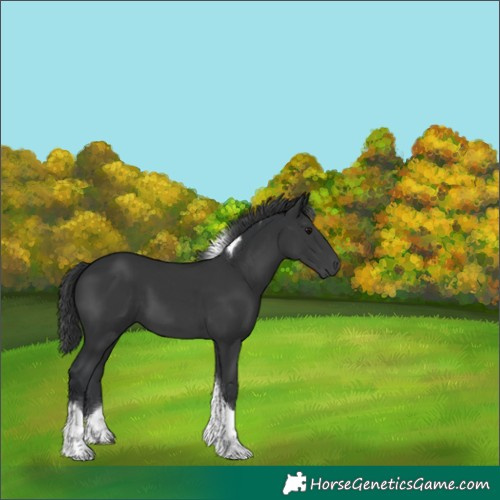 Horse Color:Black Tobiano